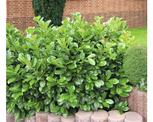 Laurierkershaag in de tuin