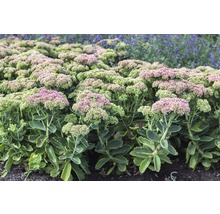 FLORASELF Hemelsleutel Sedum telephium Ø 11 cm