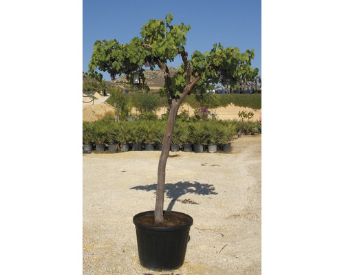 Wijnstok in pot voor de tuin