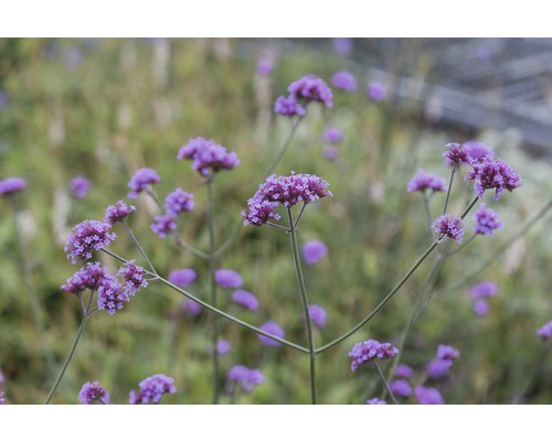 Bloeiende Verbena''s in de tuin.