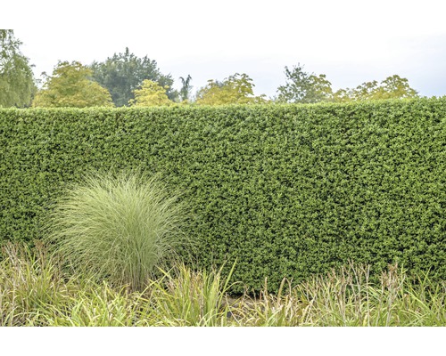 Dichte groene haag in de tuin