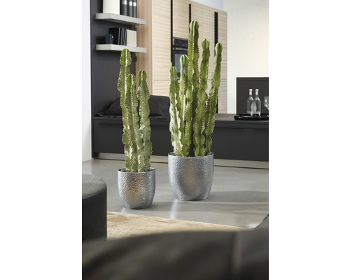 Twee Euphorbia cactussen in zilverkleurige potten in een woonkamer