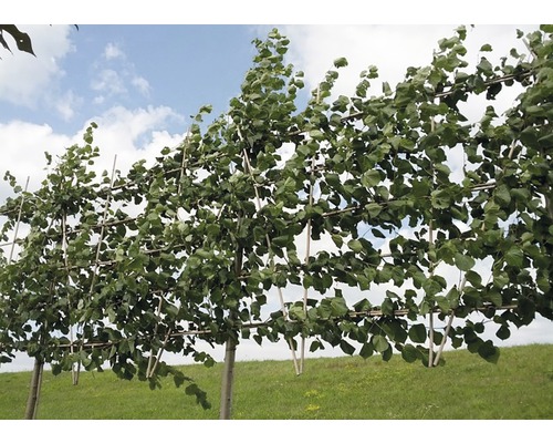 Meerdere leibomen in de tuin.