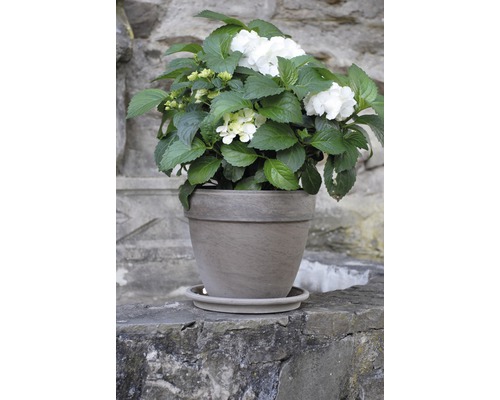 Hortensia met witte bloemen in pot