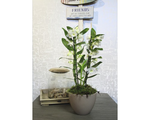 Decoratieve orchidee in een pot op een tafel