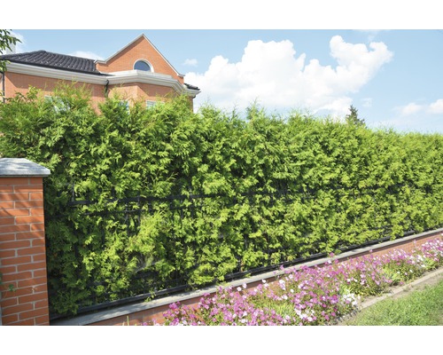 Privacyhaag in de tuin met sierbloemen voor een woonhuis