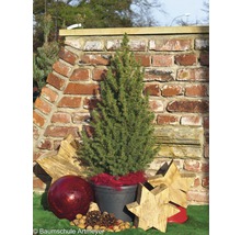 Kegelvormige spar in pot met kerstdecoratie voor een bakstenen muur
