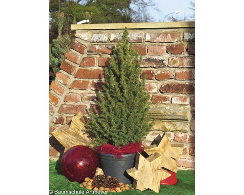 Kegelvormige spar in pot met kerstdecoratie voor een bakstenen muur