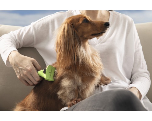 Een persoon borstelt een teckel met een vachtborstel.