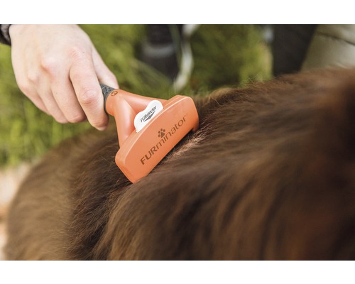 Iemand borstelt de vacht van een hond met een vachtborstel.