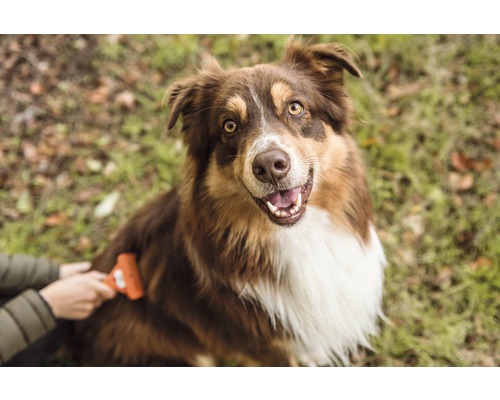 Bruine hond wordt geborsteld met een borstel