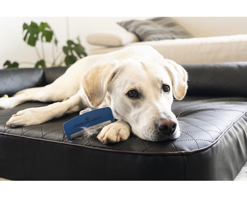 Lichte Labrador ligt op een bank naast een hondenborstel.