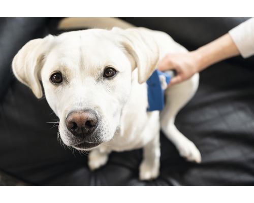 Een persoon borstelt de vacht van een lichtgekleurde labrador retriever met een dierenborstel.