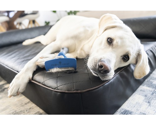 Lichte hond ligt op een hondenbed met een borstel