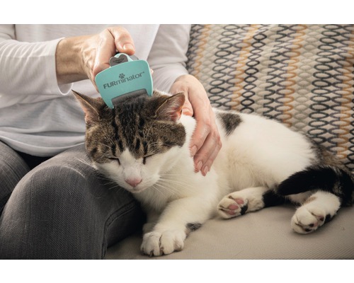 Kat wordt geborsteld met een vachtborstel