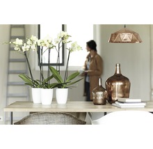 Tafeldecoratie met orchideeën in potten en decoratieve glazen flessen in een lichte ruimte.