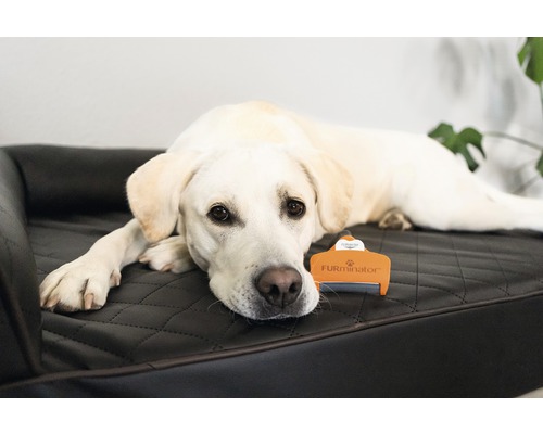 Labrador ligt naast vachtborstel op hondenbed