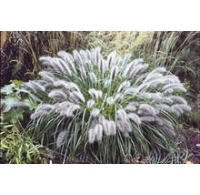 Decoratief siergras in de tuin