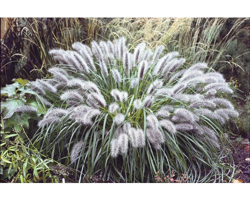 Decoratief siergras in de tuin