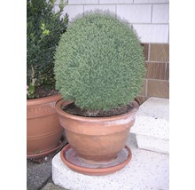 Bolvormige cipres in terracotta pot