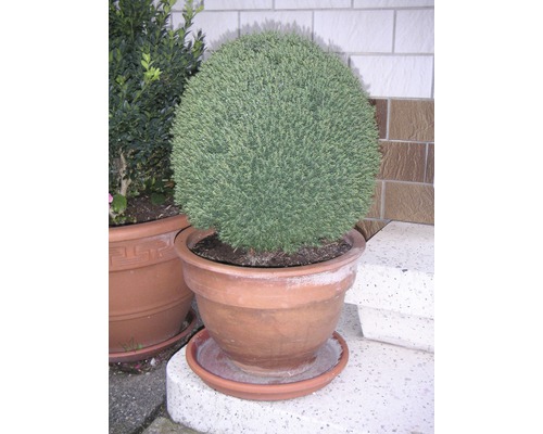 Bolvormige cipres in terracotta pot