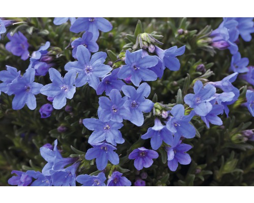 Bloemen van de blauwkussen plant