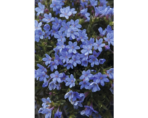 Close-up van blauwe Glandularia bloemen