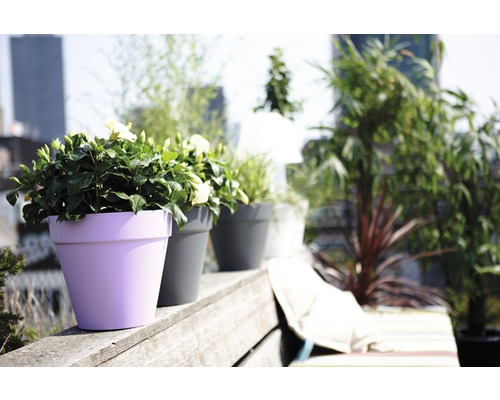 Bloemen en planten in potten op een terras