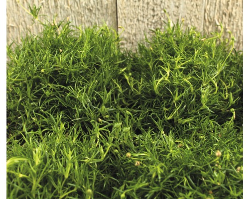 Close-up van groene muurpeperplant