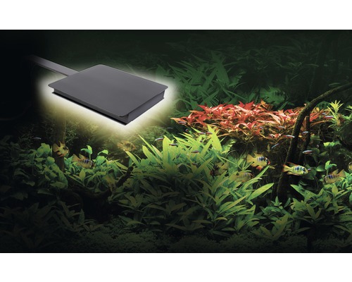 Verlicht aquariumgedeelte met vissen en waterplanten