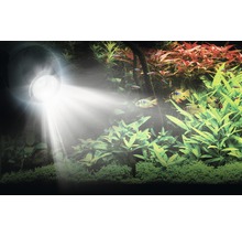 Aquariumverlichting met vissen en planten in aquarium