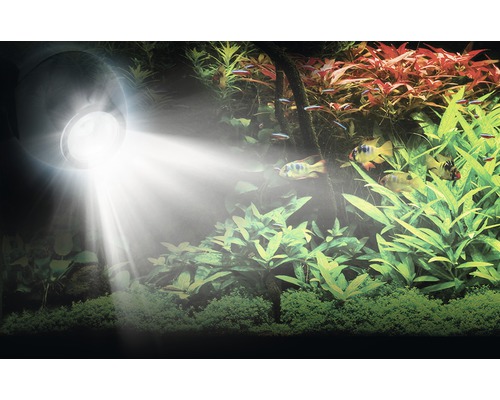 Aquariumverlichting met vissen en planten in aquarium