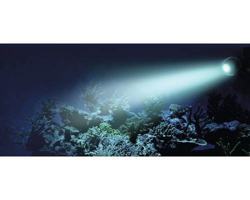 Aquarium met koralen verlicht door een aquariumlamp