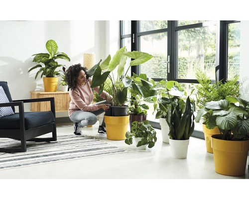 Lichte woonkamer met kamerplanten in sierpotten en een vrouw die voor een plant zorgt.