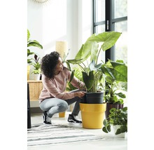 Vrouw plant kamerplant in een bloempot in een lichte kamer.
