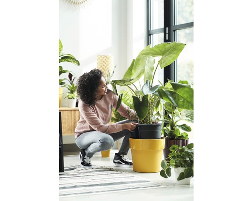 Vrouw plant kamerplant in een bloempot in een lichte kamer.