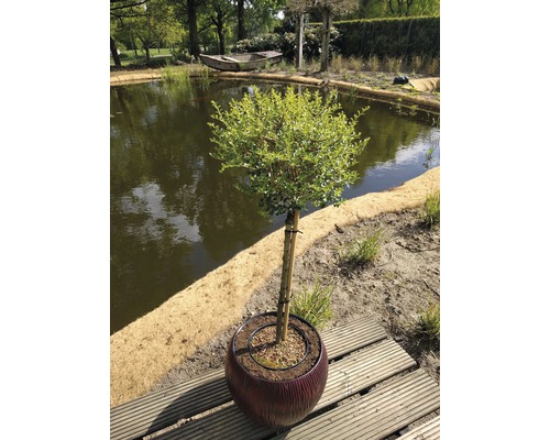 Buxusbol in pot op een houten terras, met een vijver op de achtergrond
