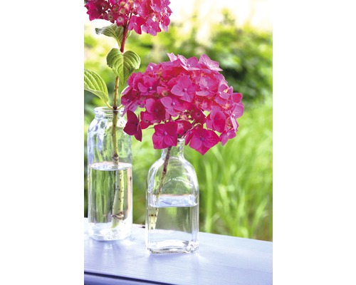 Twee glazen vazen met hortensiabloemen