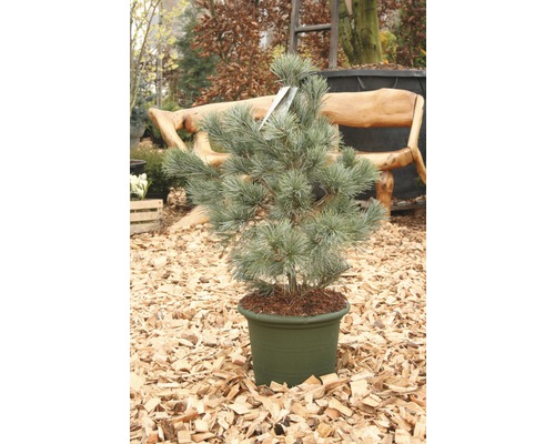 Pijnboom in pot voor buiten