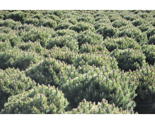 Veel kleine bergdennen in het veld