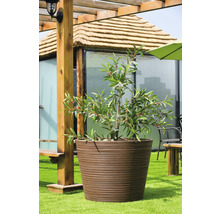 Grote plantenpot met plant buiten