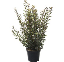 FLORASELF Sneeuwbalspirea Physocarpus opulifolius 'Little Devil' potmaat Ø 21 cm H 40-50 cm