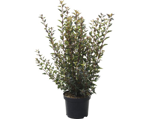 Pijpenstrootje in pot