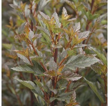 FLORASELF Sneeuwbalspirea Physocarpus opulifolius 'Little Devil' potmaat Ø 21 cm H 40-50 cm