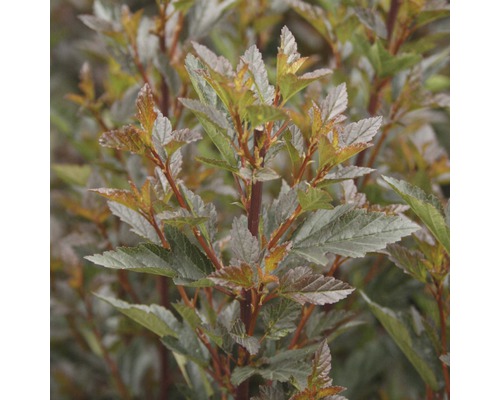 FLORASELF Sneeuwbalspirea Physocarpus opulifolius 'Little Devil' potmaat Ø 21 cm H 40-50 cm