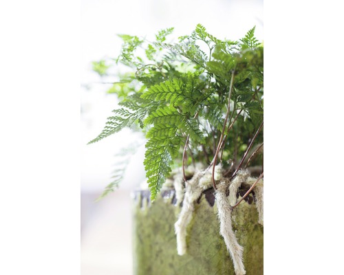 Kamerplant varen in een pot