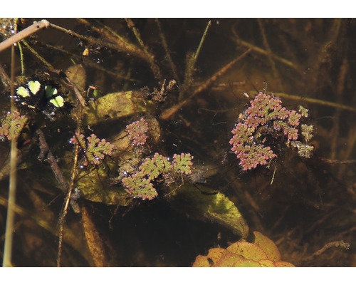 Azolla filiculoides planten drijven in de vijver