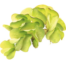 Drijvende varen waterplant