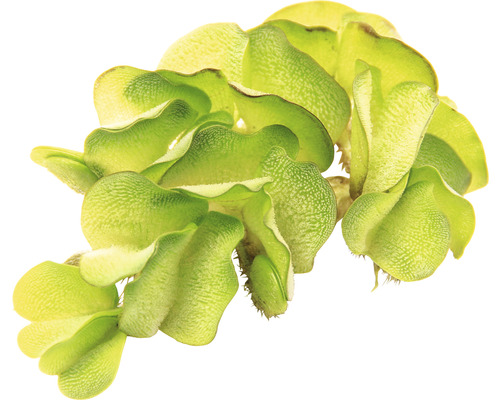 Drijvende varen waterplant