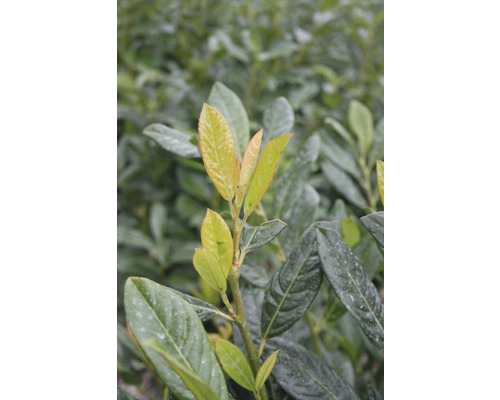 Close-up van een laurierkers met bladeren